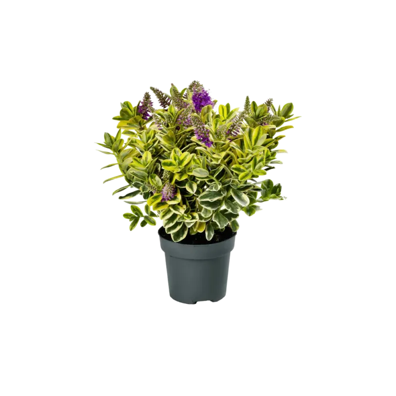 Hebe Addenda® classica Katarina Hebe