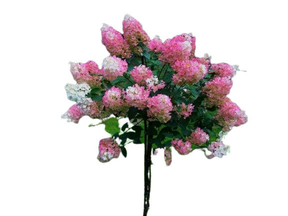 Hortensja bukietowa na pniu 'Sundae Fraise' Hydrangea paniculata