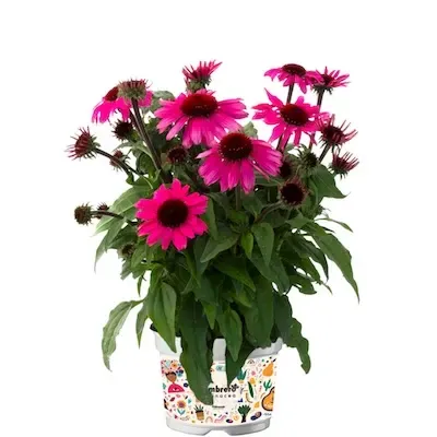 Jeżówka 'Sombrero® Rose' Echinacea hybrida