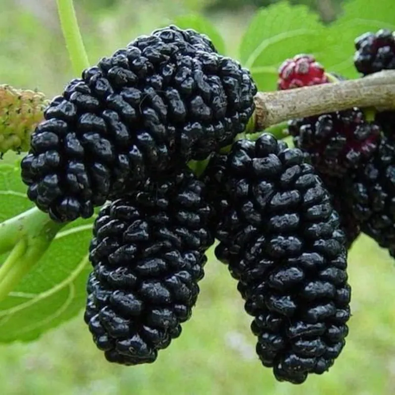 Morwa czarna 'Black Mulberry' Morus nigra