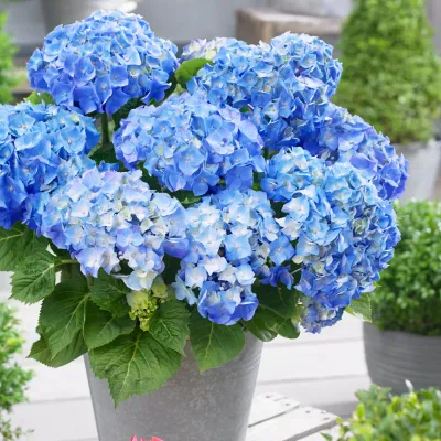 Hortensja ogrodowa 'Little Collection® Little XS Blue' Hydrangea macrophylla
