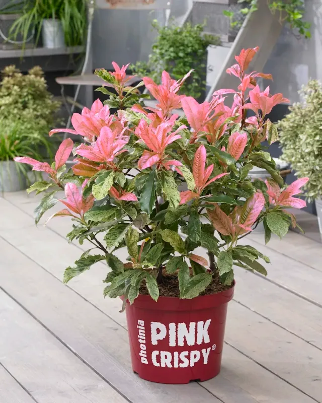 Głogownik 'Pink Crispy'® Photinia serratifolia