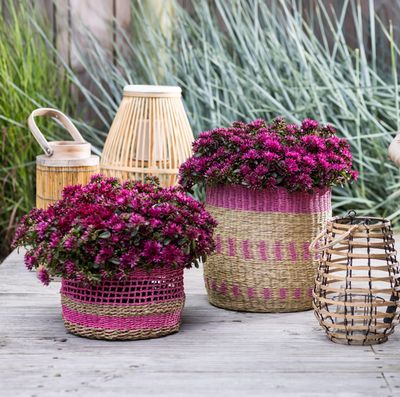 Do donic (Patio, balkon, kompozycje) stojące