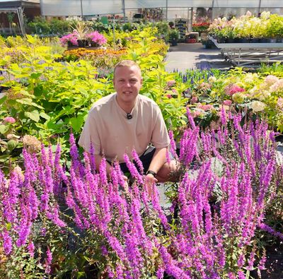 TOP 12 roślin wieloletnich w sierpniu