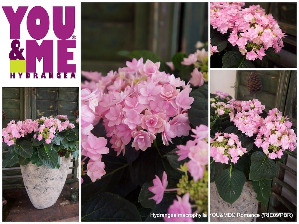 Hortensja kwitnąca co roku ogrodowa 'You &amp; Me® Romance' Hydrangea macrophylla