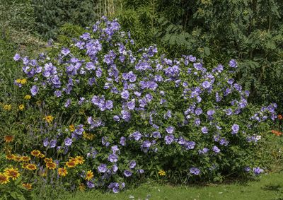 Hibiskus syryjski 'Blue Chiffon' Hibiscus syriacus