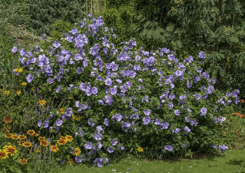 Hibiskus syryjski 'Blue Chiffon' Hibiscus syriacus