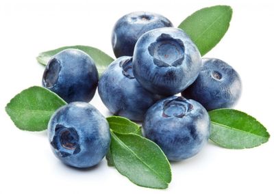 Borówka amerykańska 'Legacy' Vaccinium corymbosum