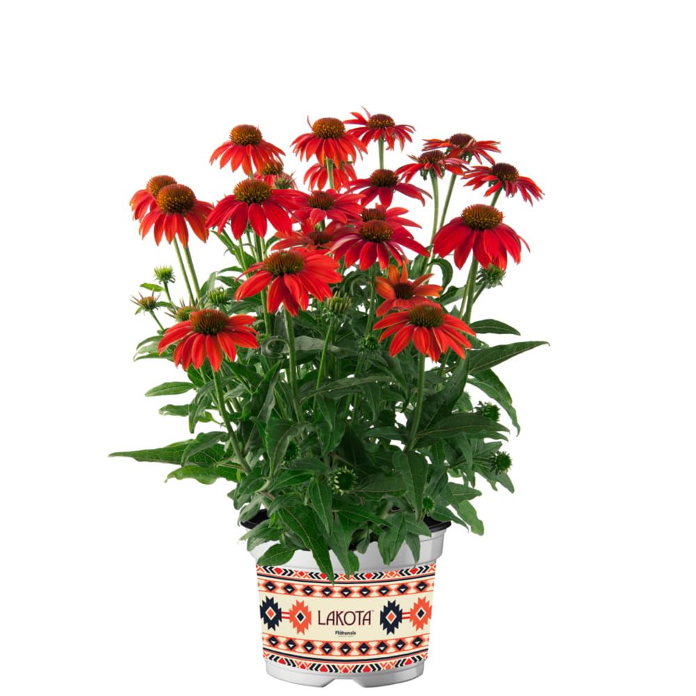 Jeżówka 'Lakota Red' Echinacea hybrida