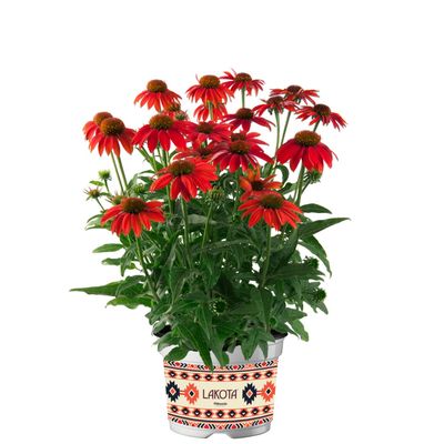 Jeżówka 'Lakota Red' Echinacea hybrida