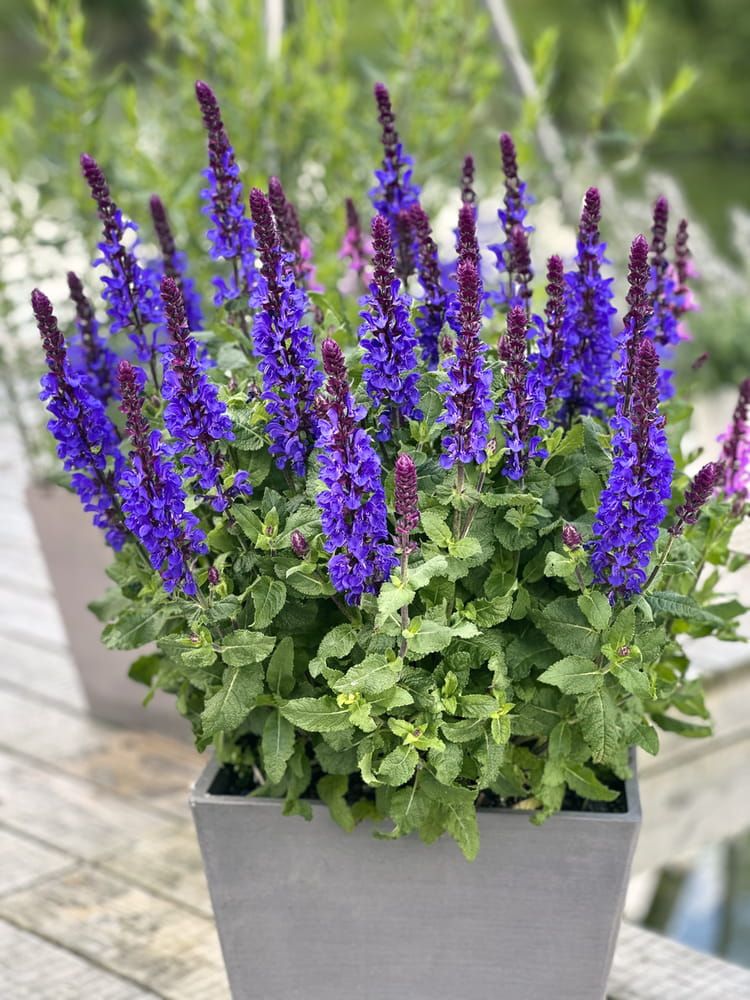 Szałwia omszona 'Marvel Dark Blue' Salvia nemorosa