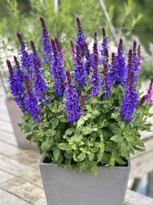 Szałwia omszona 'Marvel Dark Blue' Salvia nemorosa