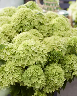 Hortensja bukietowa 'Living Little Apple'® Hydrangea paniculata
