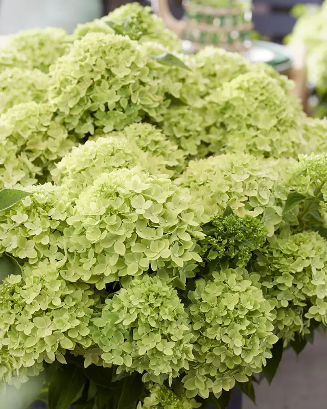Hortensja bukietowa 'Living Little Apple'® Hydrangea paniculata