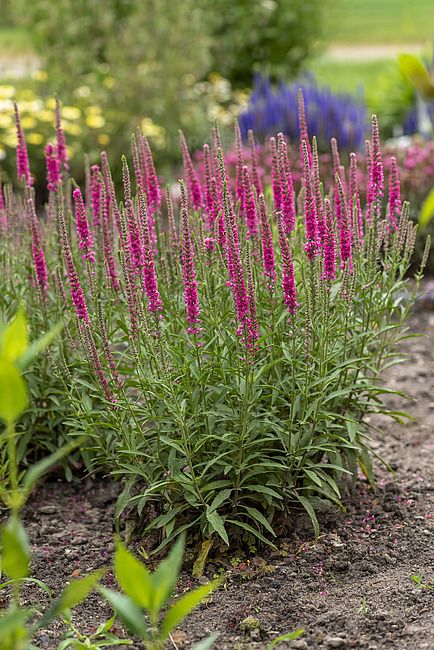 Przetacznik 'Rotfuchs' Veronica spicata
