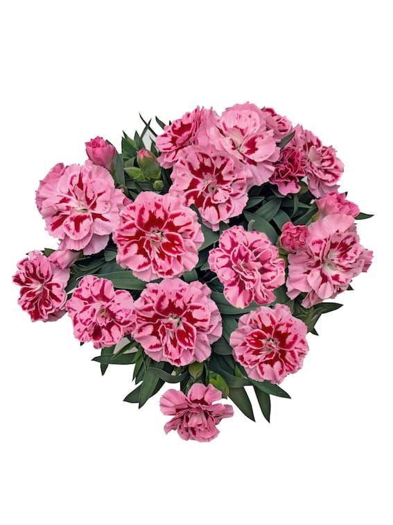 Goździk 'Oscar® Pink Heart' Dianthus hybrida