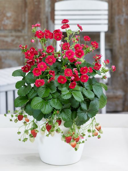 Truskawka Fragoo® 'Summer Breeze Rose' Fragaria ananassa