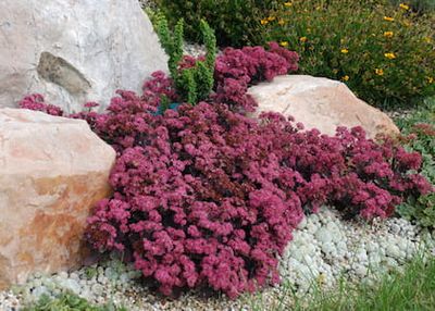 Rozchodnik 'SunSparkler® Plum Dazzled' Sedum hybrida