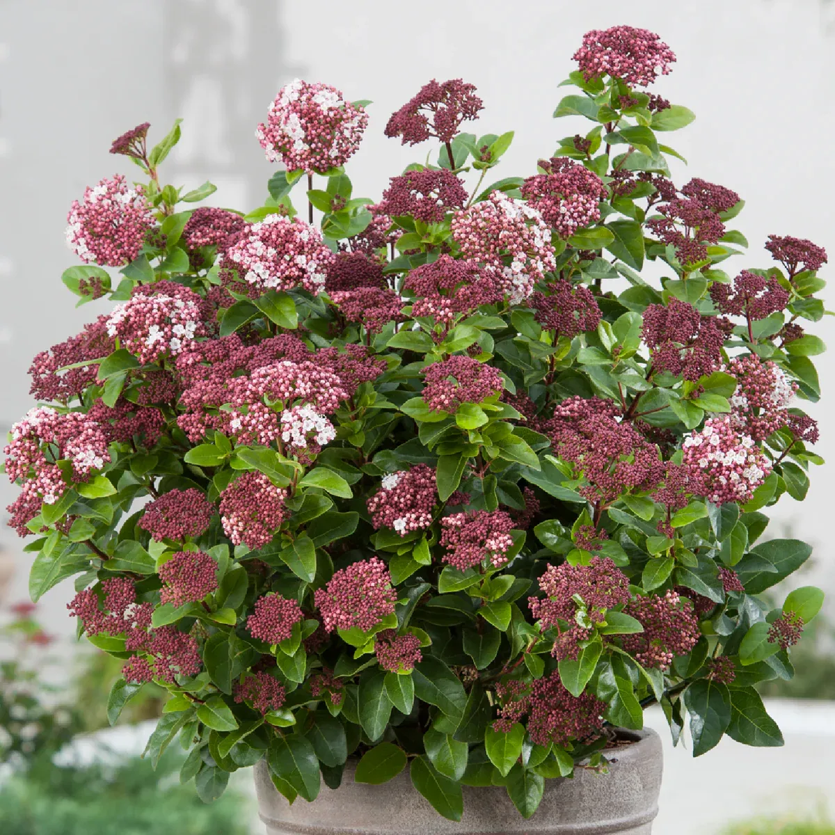 Kalina wawrzynowata 'Lisa Rose' Viburnum tinus