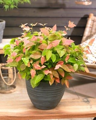 Borówka amerykańska 'Flamingo' Vaccinium corymbosum