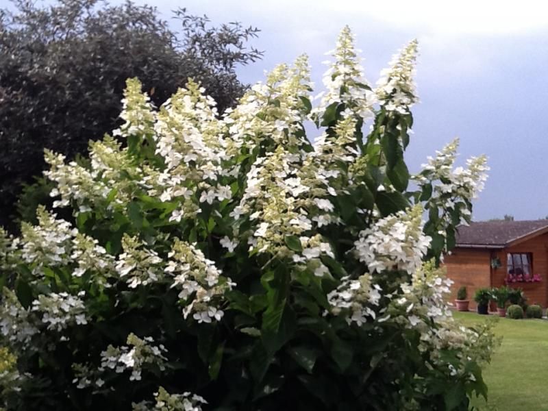 Hortensja bukietowa 'Levana' Hydrangea paniculata
