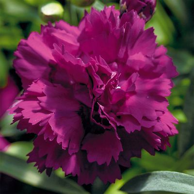 Goździk 'Sweet Pleasure® Purple' Dianthus hybrida