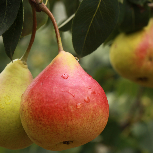 Grusza 'Lipcówka' Pyrus communis