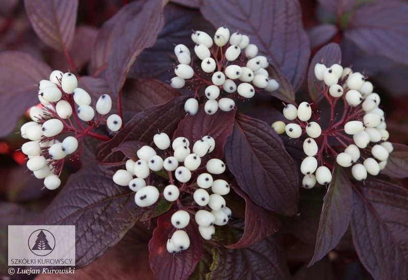 Dereń biały 'Siberian Pearls' Cornus alba