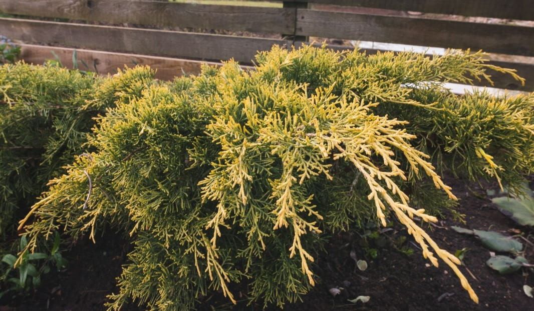 Jałowiec Pfitzera 'Mordiagan Gold' Juniperus pfitzeriana