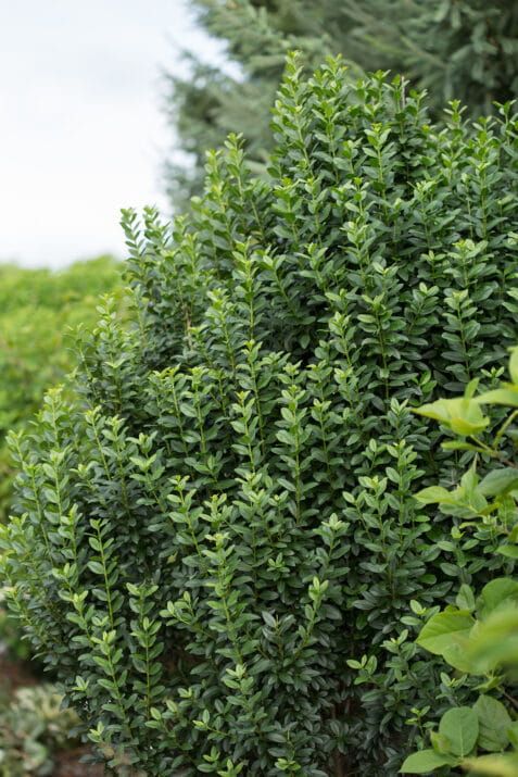 Ligustr 'Straight Talk' Ligustrum vulgare