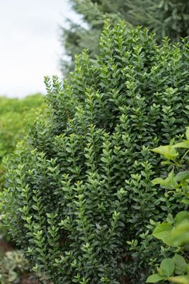 Ligustr 'Straight Talk' Ligustrum vulgare