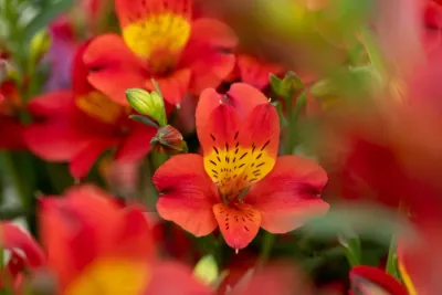 Alstroemeria ogrodowa Princess Lilies 'Summer Paradise™ Summer Heat' Alstroemeria ogrodowa Princess Lilies 'Summer Paradise™ Summer Heat'