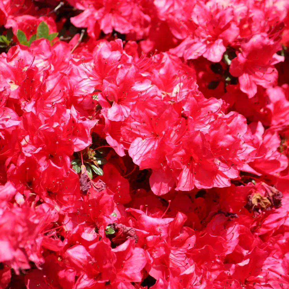 Azalia japońska 'Evita' Azalea japonica