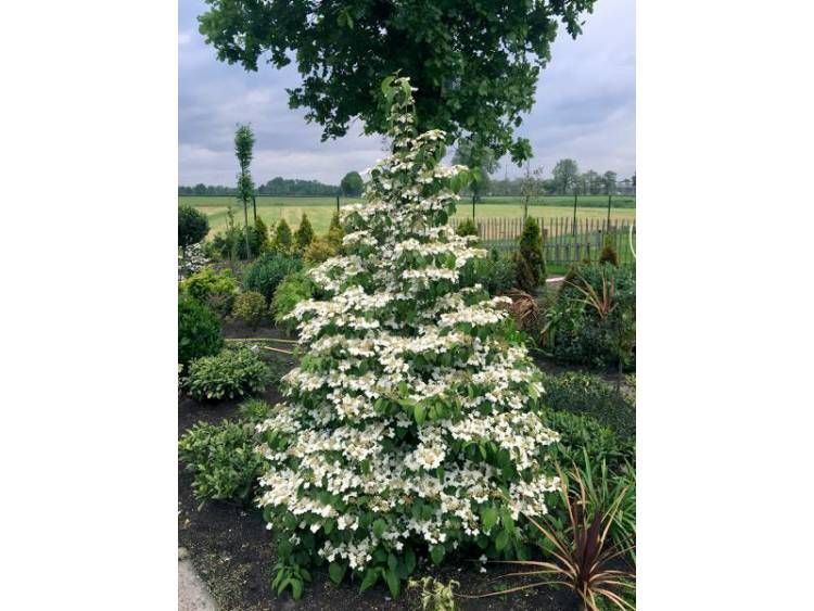 Kalina japońska 'Kilimandjaro' Viburnum japonicum