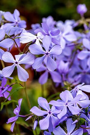Floks kanadyjski 'Clouds of Perfume' Phlox divaricata