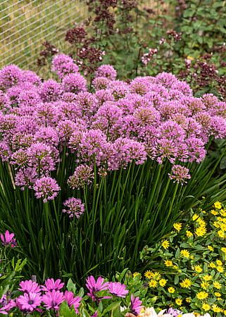 Czosnek ozdobny 'Millenium' Allium hybrida