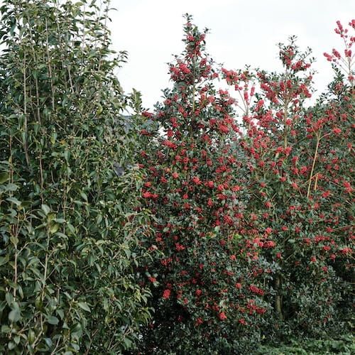 Ostrokrzew 'Magical Amore Rosso' Ilex meserveae