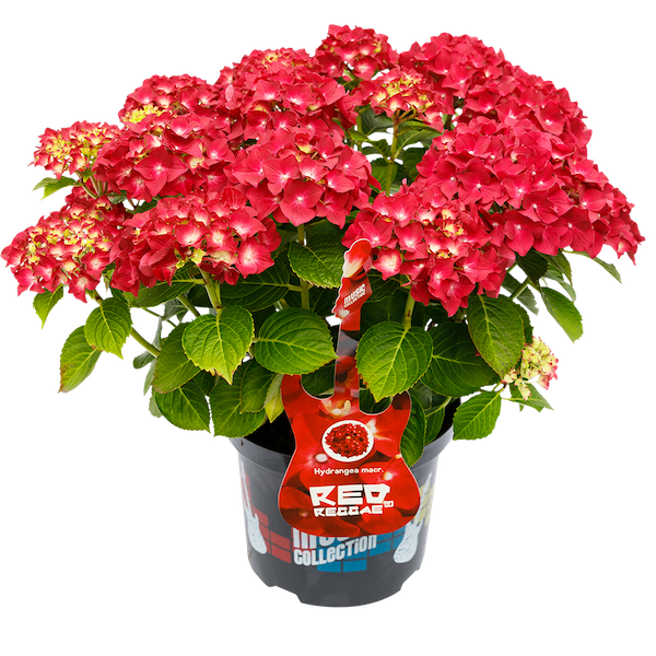 Hortensja kwitnąca na jednorocznych pędach 'Music Collection® Red Reggae®' Hydrangea macrophylla