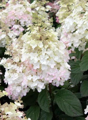 Hortensja bukietowa 'Petite® Latern' Hydrangea paniculata