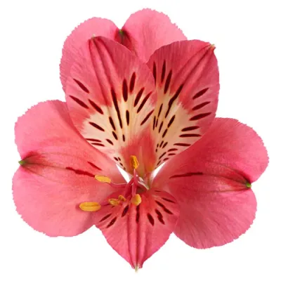 Alstroemeria Princess Lilies 'Malaga' Alstroemeria Princess Lilies 'Malaga'