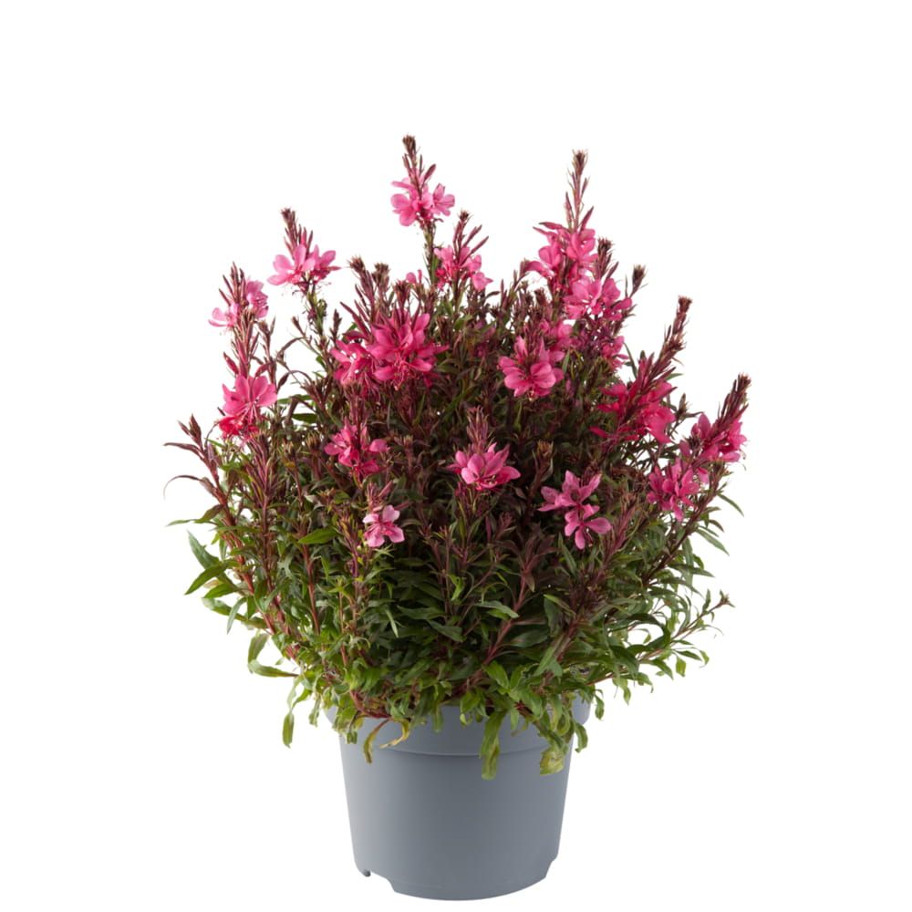 Gaura 'Gaudi Red' Gaura lindheimeri