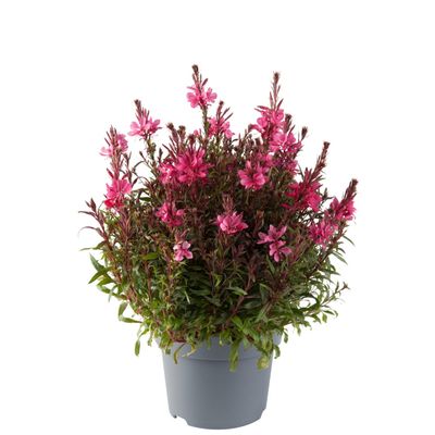 Gaura 'Gaudi Red' Gaura lindheimeri