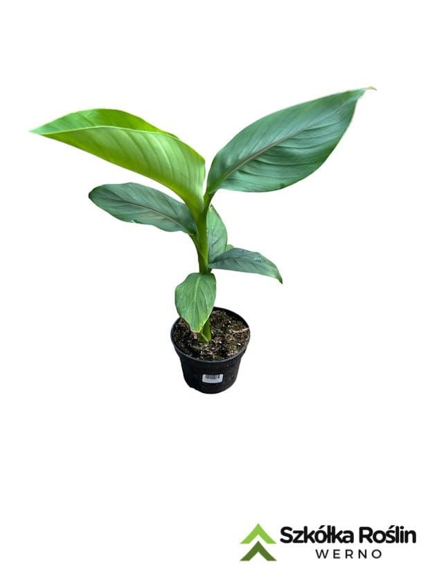 Bananowiec 'Musa Basjoo'