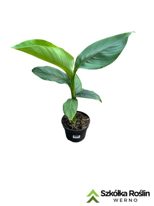 Bananowiec 'Musa Basjoo'