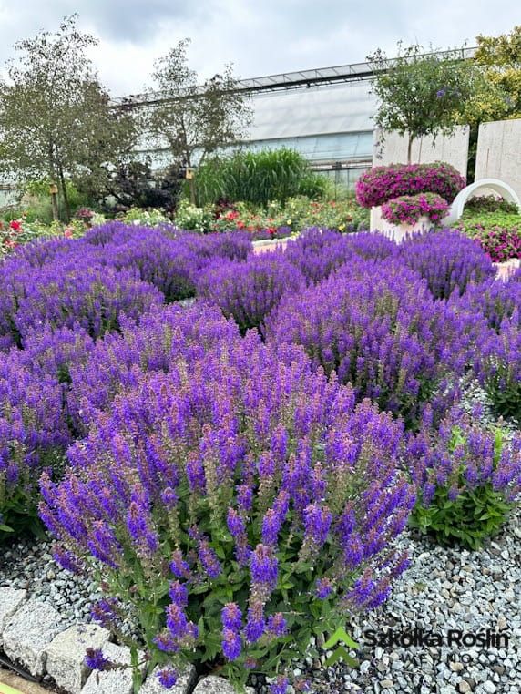 Szałwia omszona 'April Night' Salvia nemorosa
