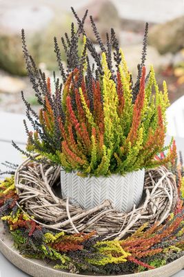 Wrzos 'Sunset Fire® Garden Girls®' Calluna vulgaris