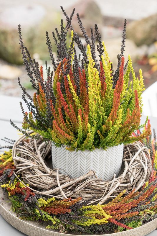 Wrzos 'Sunset Fire® Garden Girls®' Calluna vulgaris