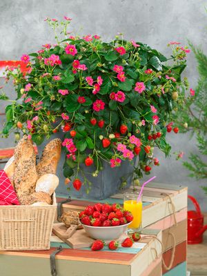 Truskawka 'Toscana' Fragaria ananassa