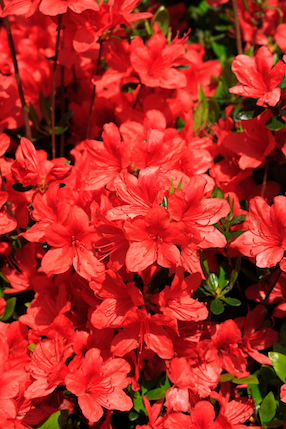 Azalia japońska 'Alexander' Azalea japonica