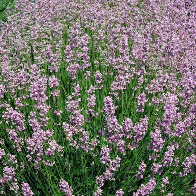 Lawenda wąskolistna 'Rosea' Lavandula angustifolia